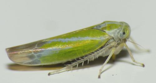 Alebra (coryli-wahlbergi)